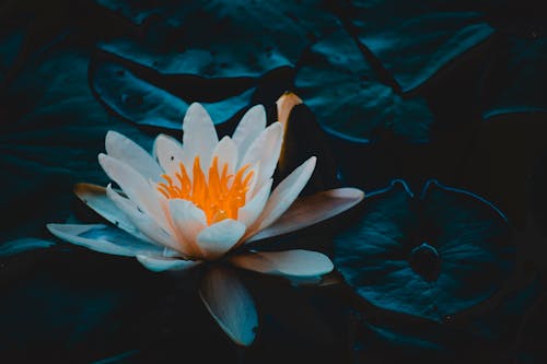 Fotografi Close Up Water Lily