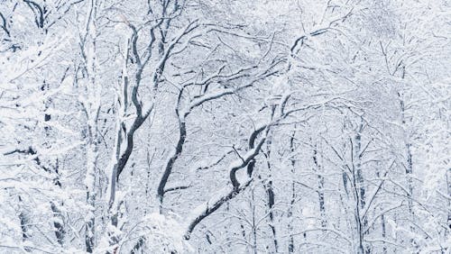 Gratuit Imagine de stoc gratuită din acoperit de zăpadă, arbore, congelare Fotografie de stoc
