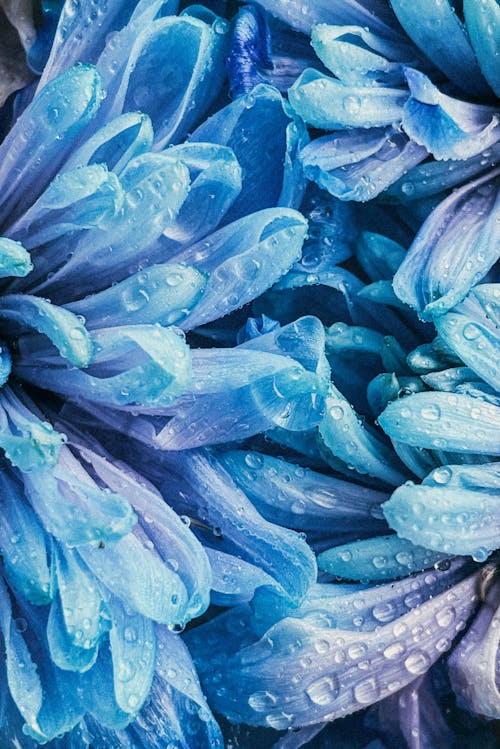 Close-up of Blue Flowers Petals