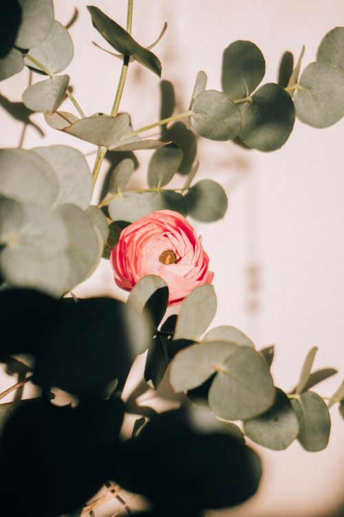 Free A pink ranunculus surrounded by eucalyptus leaves in soft daylight. Stock Photo
