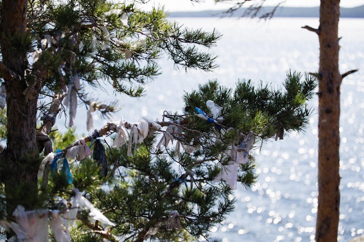 A Tree Tied With White Cloth