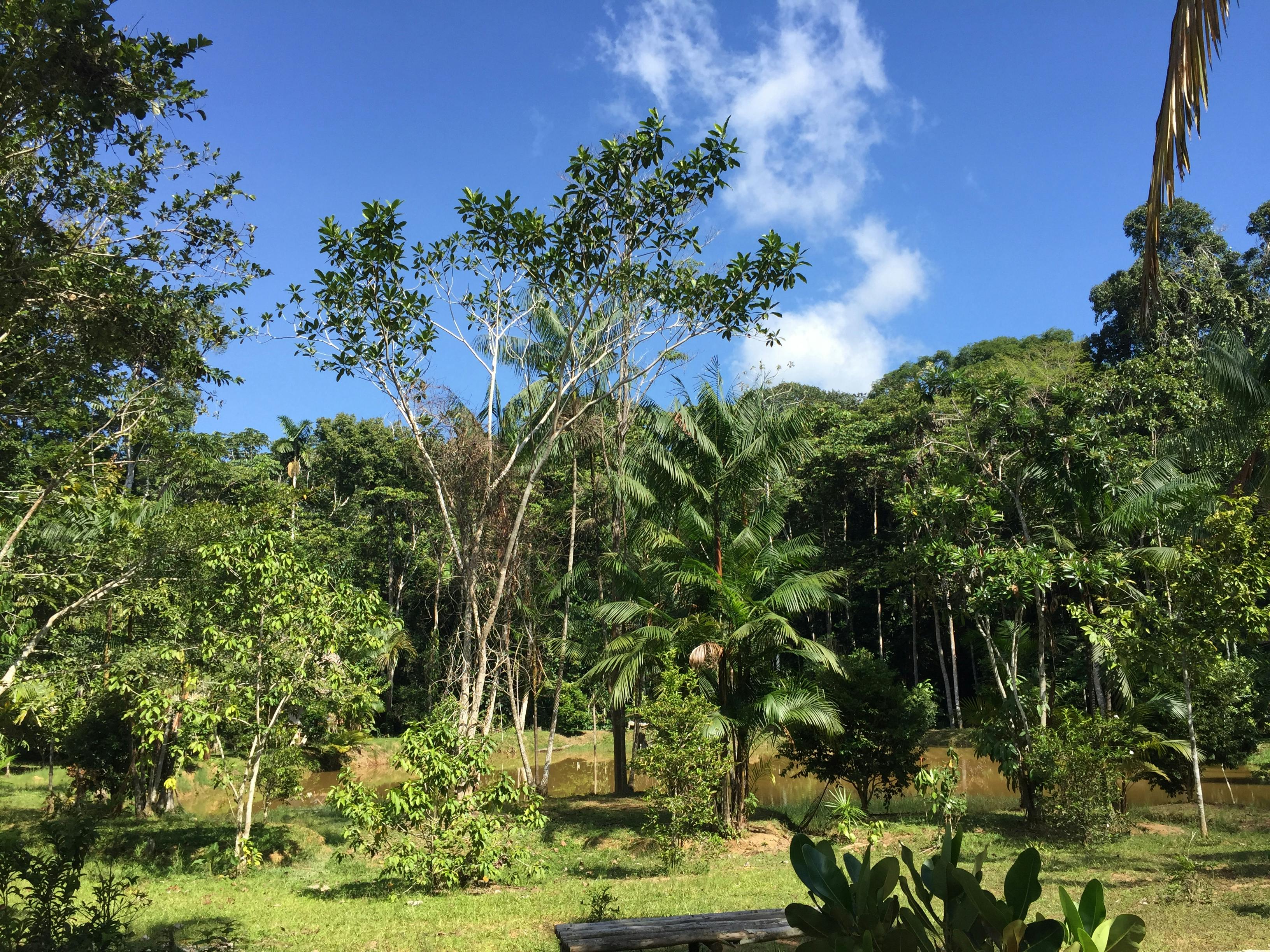 Free stock photo of amazonian, amazonian jungle, das ayahuasca healing