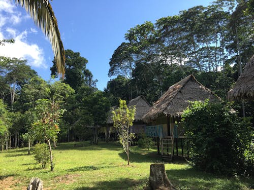 Free stock photo of amazonian, amazonian jungle, das ayahuasca healing center Stock Photo