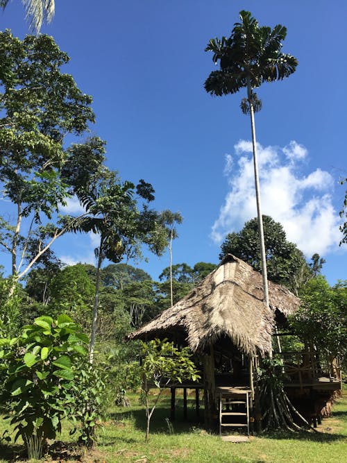 Free stock photo of amazonian, amazonian jungle, das ayahuasca healing center Stock Photo