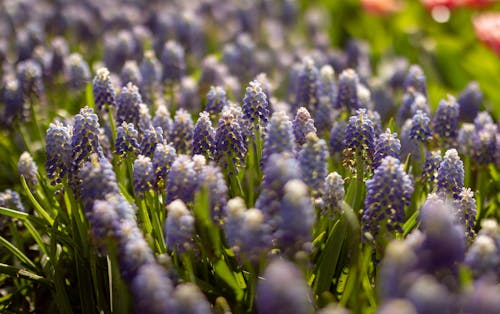 Foto profissional grátis de flor, jardim de flores, natureza