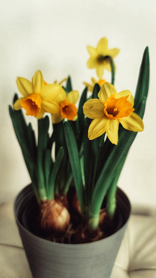 무료 꽃 사진, 꽃이 피는, 노란 꽃의 무료 스톡 사진