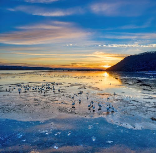 Безкоштовне стокове фото на тему «берег моря, відображення води, водоплавні птиці»