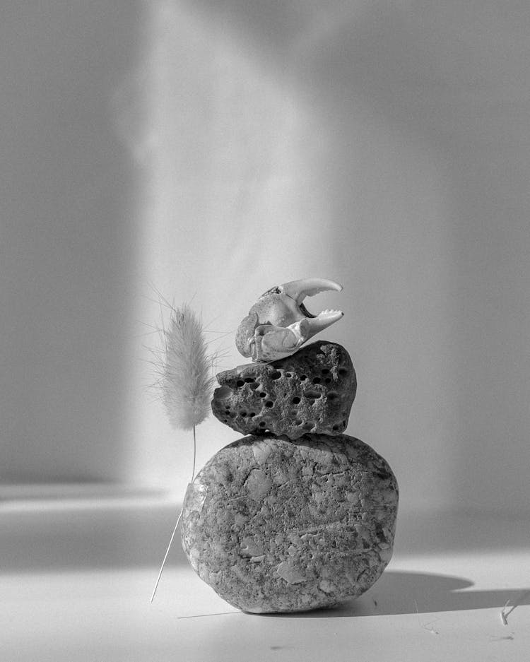 Grayscale Photo Of A Crab Claw