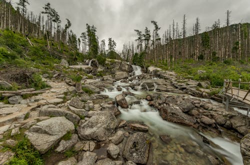 Clouds over Stream in Forest
