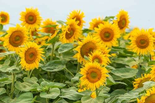 Free Yellow Sunflower in Close Up Photography Stock Photo