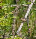 Brown Bird on Brown Tree Branch