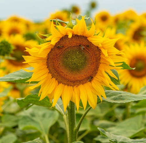 Free A Sunflower in Close Up Photography Stock Photo