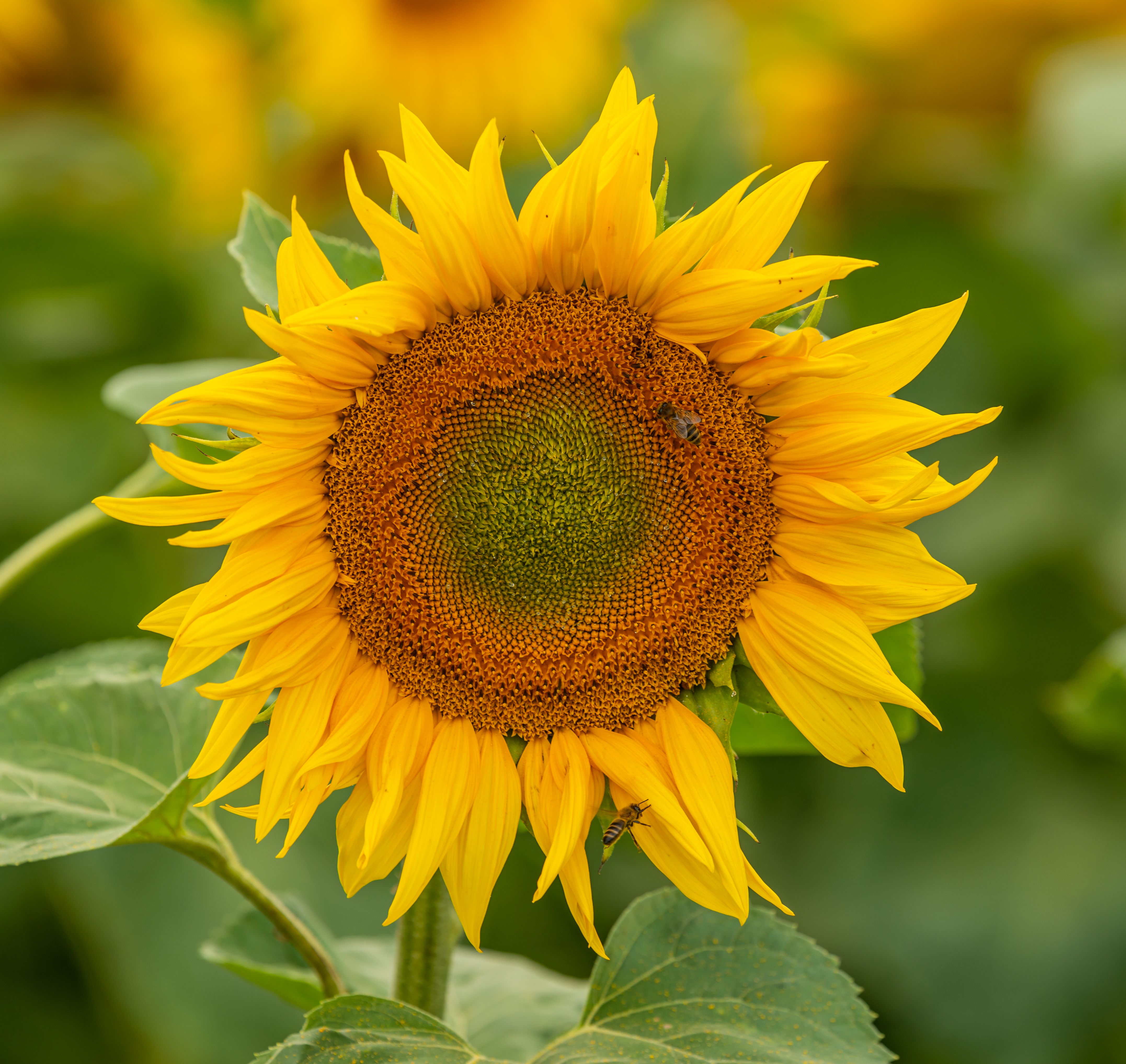Yellow Sunflower in Close Up Photography · Free Stock Photo