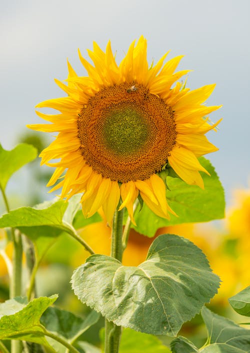 A Yellow Sunflower in Close Up Photography