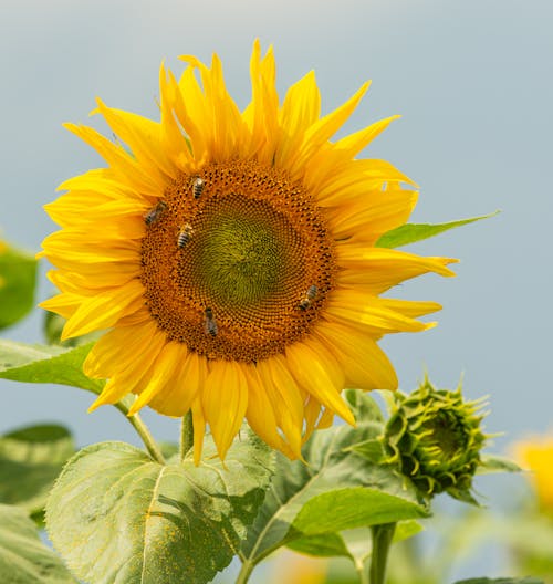 Free A Yellow Sunflower in Close Up Photography Stock Photo