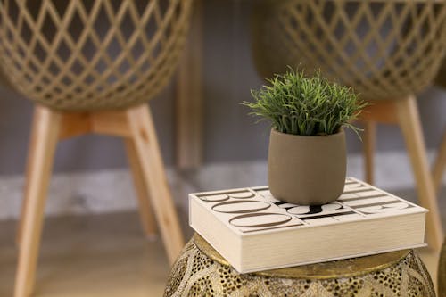 Kostenlos Kostenloses Stock Foto zu grüne pflanze, haus dekoration, indoor-anlage Stock-Foto