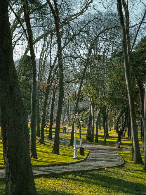 Free A peaceful park pathway winding through towering trees in early spring. Stock Photo
