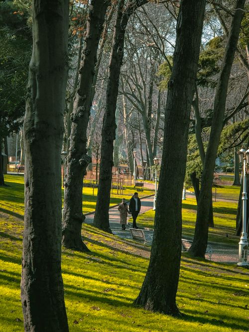 Free Two people walking through a peaceful park surrounded by tall trees and green grass. Stock Photo