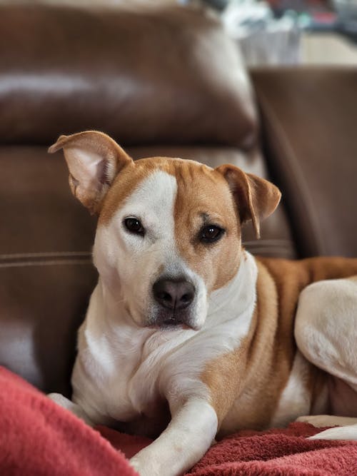 Gratis lagerfoto af amerikansk staffordshire terrier, dyr, hund Lagerfoto