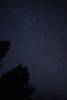 Clear night sky full of stars with tree silhouettes. Perfect for celestial themes.