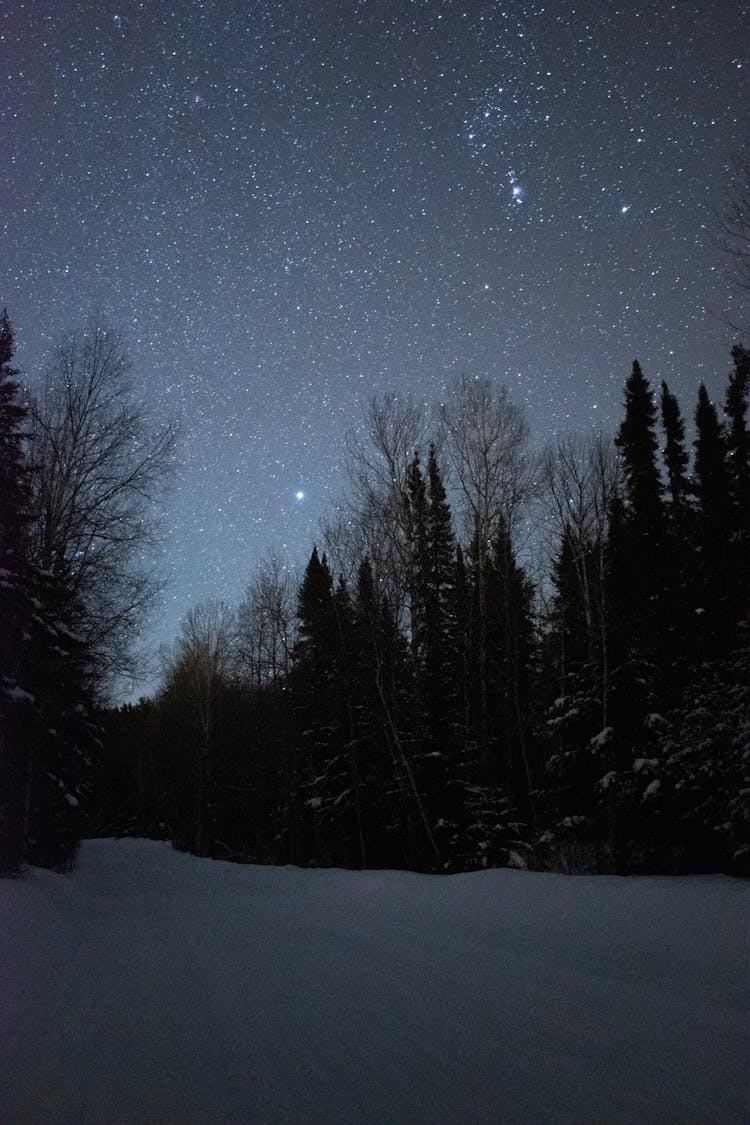 Starry Sky Above Winter Forest