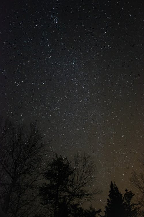 나무, 밤, 별의 무료 스톡 사진