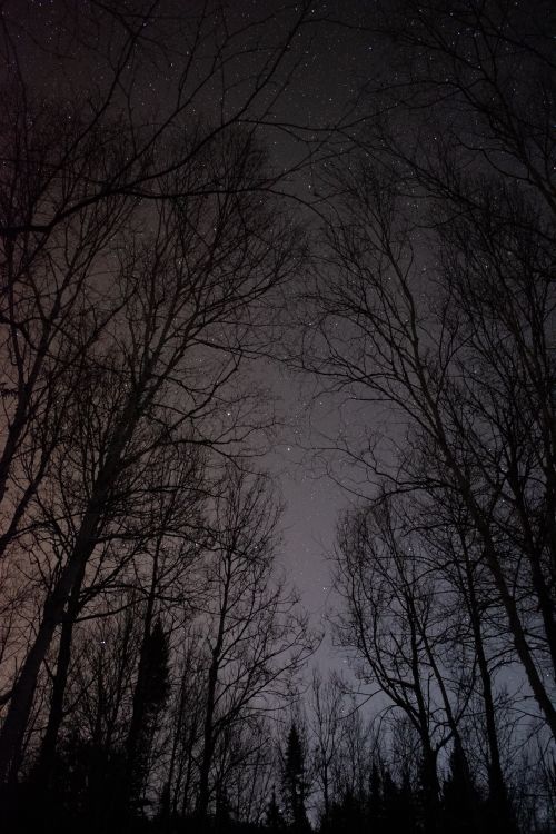 Free A backlit silhouette of bare trees against a starry night sky, creating a serene natural view. Stock Photo