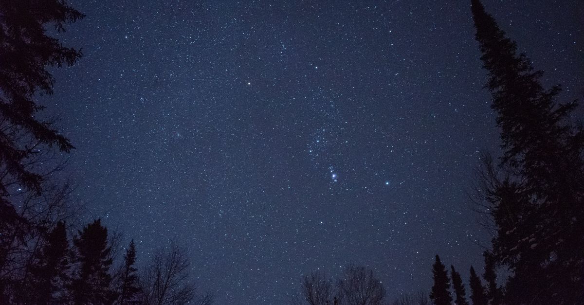 A mesmerizing view of the star-filled night sky framed by silhouetted trees.