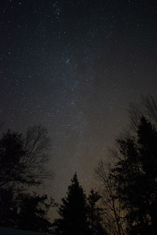 Silhouette of Trees Under Starry Night · Free Stock Photo