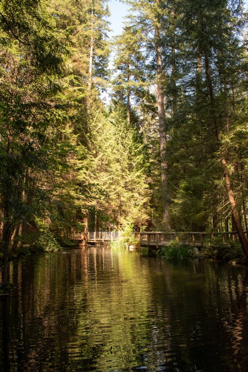 Безкоштовне стокове фото на тему «відображення води, зелені дерева, Канада»