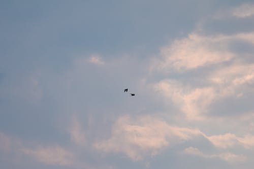 Black Birds Flying Under the White Clouds