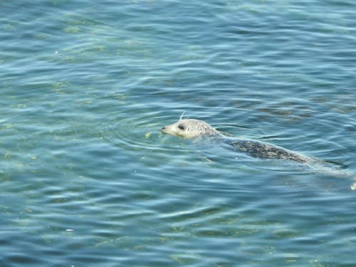 Free stock photo of sea seal Stock Photo