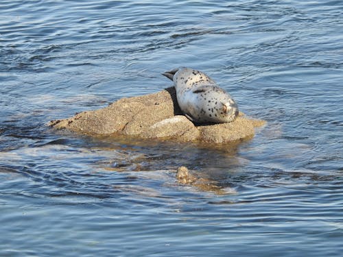 Free Harbor Seal Stock Photo