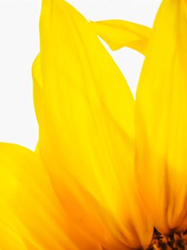 Detailed close-up of bright yellow sunflower petals with a white background, capturing the essence of nature.