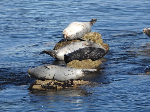 Free Harbor Seals Stock Photo
