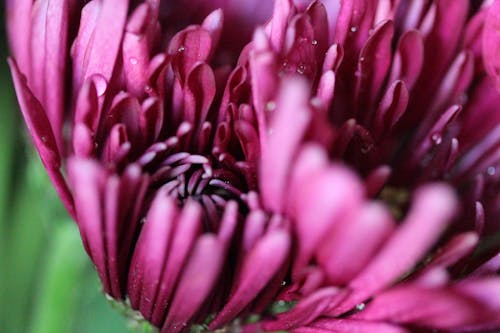 Foto d'estoc gratuïta de abelles, flors, groc