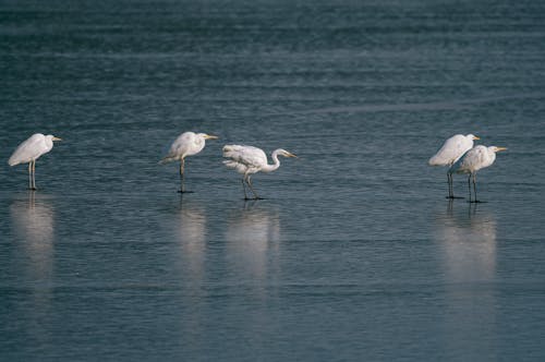 Безкоштовне стокове фото на тему «aves, біла чапля, водойма»