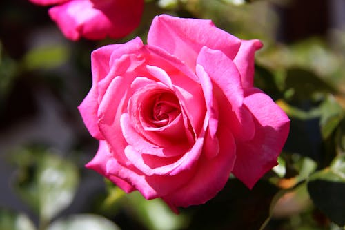 Close Up Photo of Pink Rose