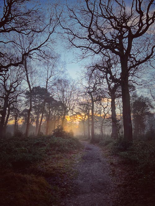 Photos gratuites de arbres sans feuilles, brouillard, chemin