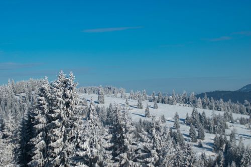 Free Scenic winter landscape of snow-covered pine trees under a clear blue sky. Stock Photo