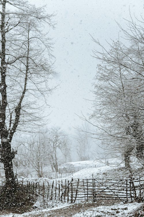 Бесплатное стоковое фото с безлистные деревья, вертикальный выстрел, зима