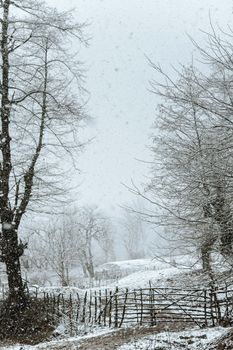 A tranquil winter scene depicting a snowy field with leafless trees and falling snow.
