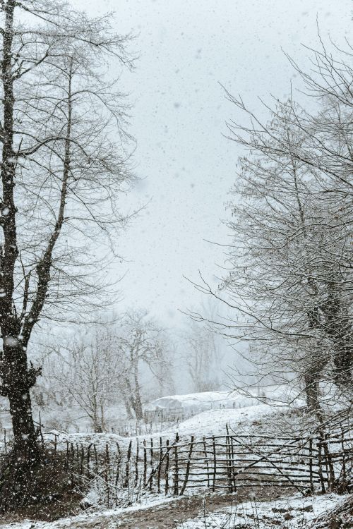 Free A tranquil winter scene depicting a snowy field with leafless trees and falling snow. Stock Photo