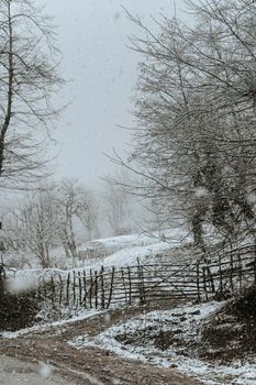 A serene winter scene with bare trees and a rustic fence dusted in snow.
