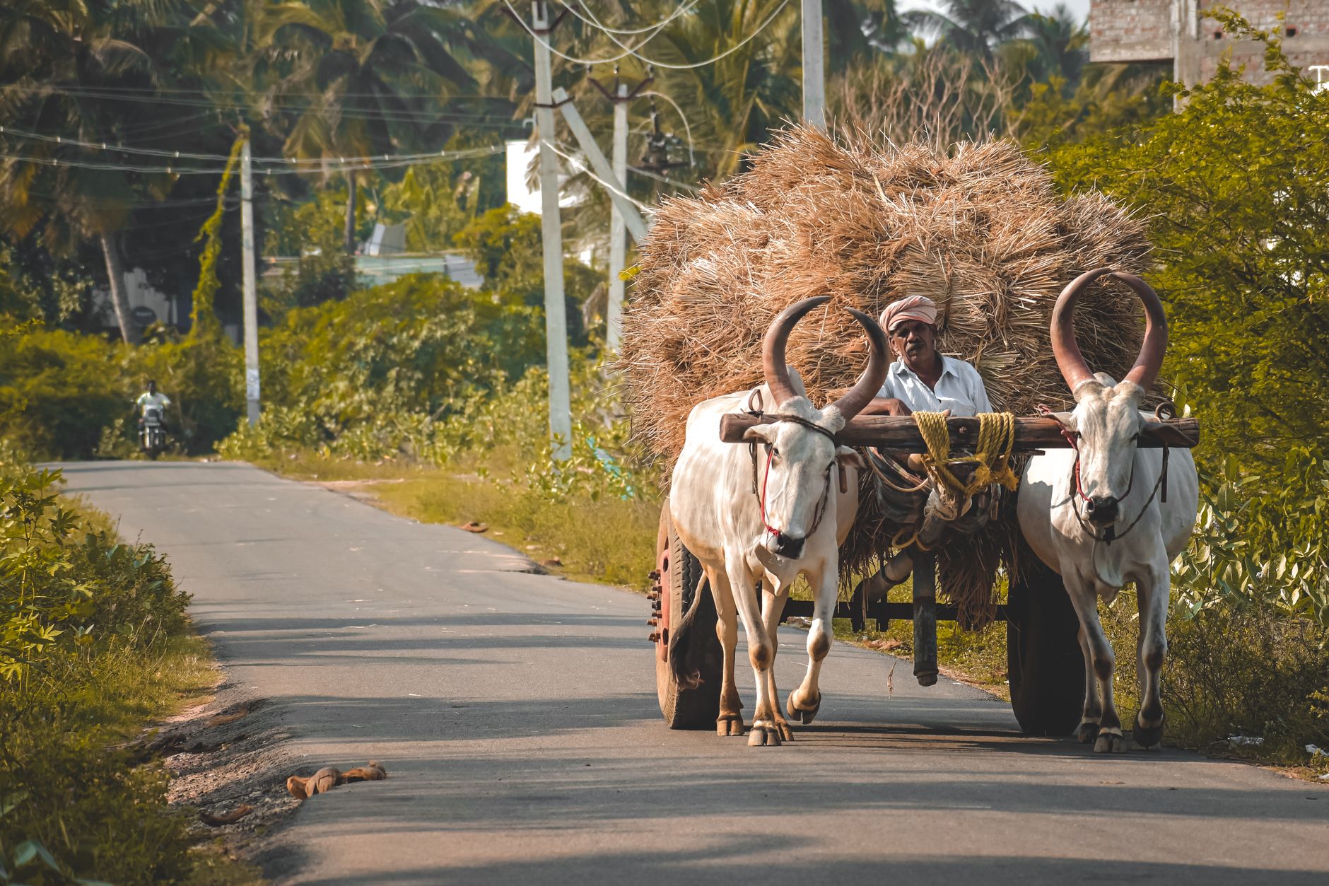 A farmer rides a bullock cart loaded with hay on a rural road in Peravurani, India.