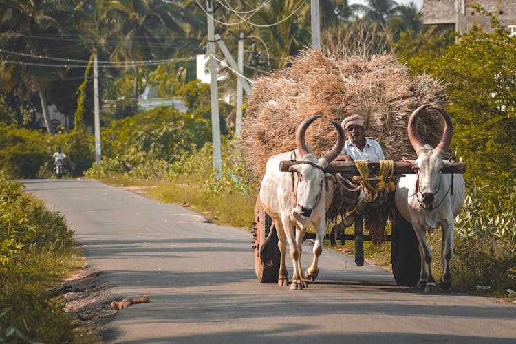 Man Riding A Bullock Cart Pulled By Animals