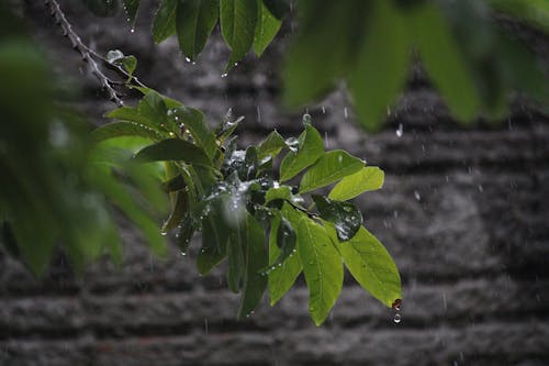 藍圖, 雨 的 免費圖庫相片