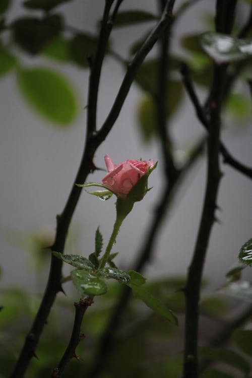 Foto d'estoc gratuïta de flor, flor florida, flor rosa