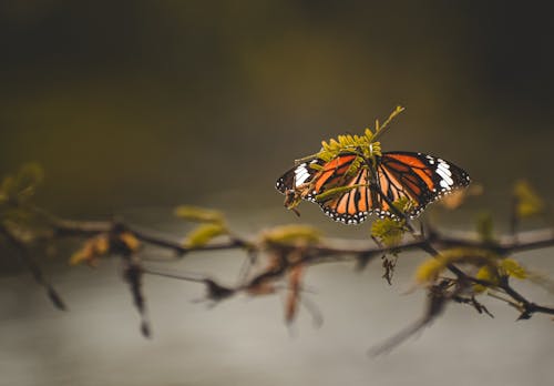 bitki, böcek, dal içeren Ücretsiz stok fotoğraf