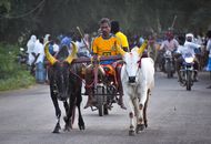 Farmer Riding a Bullock Cart